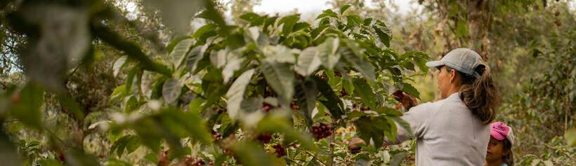 Fruit picking at a supplier
